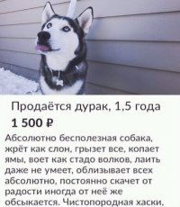 Безрассудные четвероногие, способные разнести дом в пух и прах