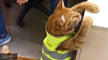 у нас в питере тоже есть кот-инженер.
Кот, который живет в офисе инженеров Лахта Центра, обзавелся собственными каской, желтой жилеткой и аккаунтом в Instagram. 20 мая у Фокса день рождения. 

 Рыжего котенка нашли на стройке, на одном из складов, отмыли, отвели к врачу и оставили жить в офисе инженеров, где работает его хозяин. Там у него не только миска и спальное место, но и рабочая одежда, как и положено на стройке. Кроме каски и жилетки у кота есть шапка и шарф, на случай холодов.

Кот крайне самостоятелен, например, без человеческой помощи он может открывать двери. В его обязанности входит поднимать настроение строителям, с чем, судя по всему, он прекрасно справляется.