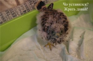 Скоро ещё пять таких за окном