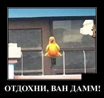 Пестрый мир попугаев