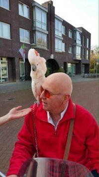 Пестрый мир попугаев