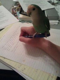 Пестрый мир попугаев