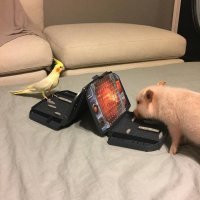 Пестрый мир попугаев