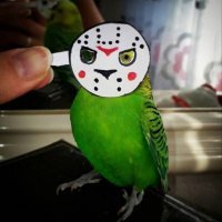 Пестрый мир попугаев