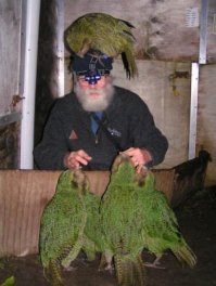 Пестрый мир попугаев