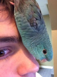 Пестрый мир попугаев