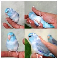 Пестрый мир попугаев