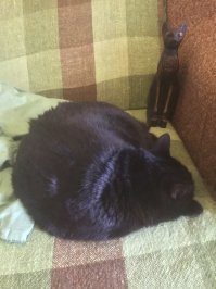 А у меня вот такие бастеты: одну купила в Гизе у мальчишечки-египтёночка, а вторая Бастетозавриха давно с нами живёт   Статуэтка - как память о поездке, ну а домашняя животинка это всегда радость и уют