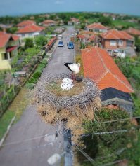 Теперь вы видели больше: гнёзда