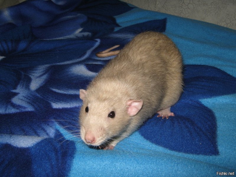 История бездомного Криса и крысы Люси : продолжение