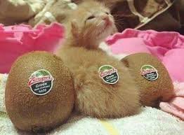 Как киви стало птицей?