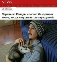 Опоссумы стремительно завоевывают интернет