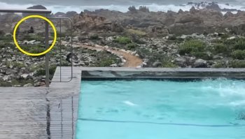 Да там их как грязи - вон ещё парочка на подходе!