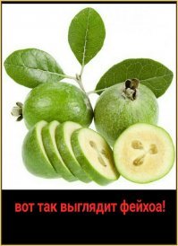 Автор, ты сам в курсе что ты тут навыкладывал?

Фейхоа перепутал с овощным физалисом, личи перепутал с рамбутаном!