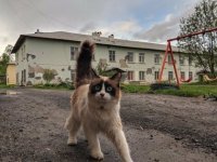 Типо енот....