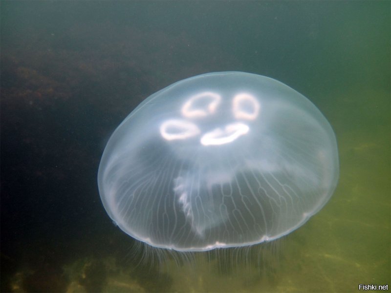 В детстве считали, что сушенная медуза является сильным возбудителем. В Пионерском лагере, на берегу Черного моря, один раз высушили медузу, соскоблили порошок из неё  и втихую подсыпали одному "ботанику". Результат на танцах (дискотек тогда еще не придумали) был ошеломительный. Сами попробовать не решились.
