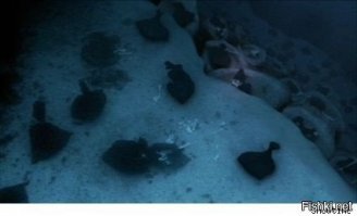 Оригинальный способ прятать трупы. 
Надо запомнить, участок у меня есть. А вот яхты нету  как у Декстера