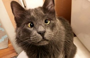 Стереограммы