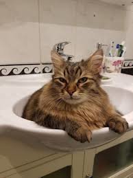 А может он кот?
