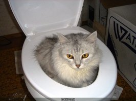 А может он кот?