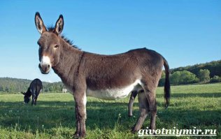 Подборка автомобильных приколов