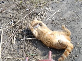 деревенский кот, у него даже глаза рыжие.