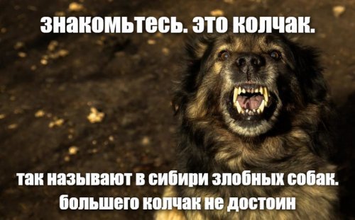 Мундир английский, погон французский, табак японский, правитель омский