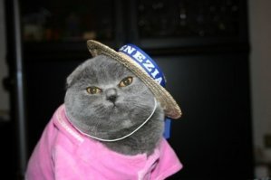 По одежке встречают