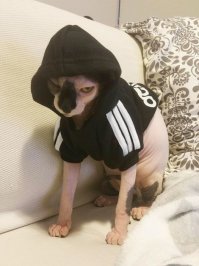 По одежке встречают