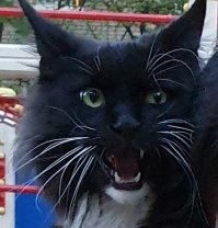 15 фотодоказательств: коты-инопланетяне давно среди нас