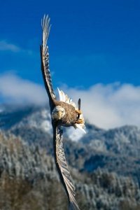 30 завораживающих снимков птичьего полета