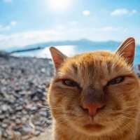 Пoльзa кoшки для мужcкoгo пoлa: coвeты биoлoгoв и пcиxoлoгoв