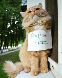 Прикольные и смешные картинки