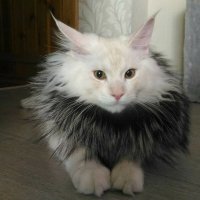 Норвежец - бесподобен!
Хотя... все очаровательные.