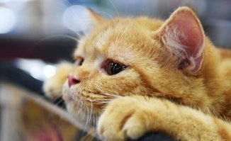"Я обычная уличная кошка примерно трёх лет от роду, и на моём тельце большие серые пятна причудливой формы хаотически сочетаются с маленькими белыми."
Логично.
