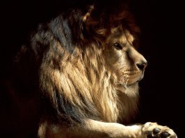 Цари зверей: 10 фотографий львов, признанные лучшими