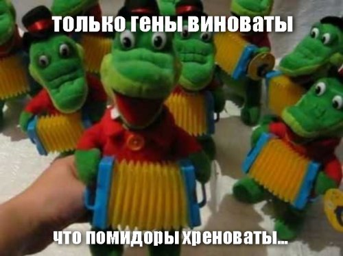 Почему магазинные помидоры такие невкусные