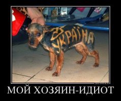 Когда хозяин слегка идиот