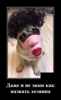 Когда хозяин слегка идиот