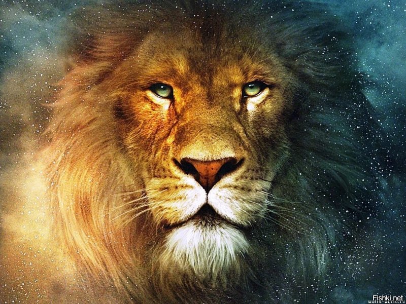 Цари зверей: 10 фотографий львов, признанные лучшими