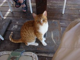 Хайфа, кафешка на набережной