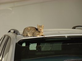 Маале Адумим