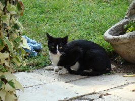 Notre Dame De Sion, Эйн Керем