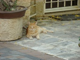 Notre Dame De Sion, Эйн Керем