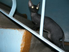 15 фотодоказательств: коты-инопланетяне давно среди нас