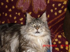 16 фотографий, которые доказывают, что величественные мейн-куны тоже бывают нелепыми