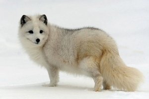Он. Северный пушной зверь.
Зовут его - песец.