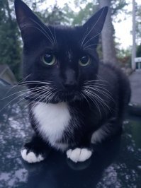 США. Но кот говорит только по русский. Кот не мой, фотография не моя. С этим котом мы друзья.