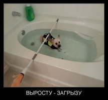 Когда хозяин слегка идиот