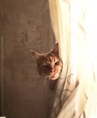 16 фотографий, которые доказывают, что величественные мейн-куны тоже бывают нелепыми